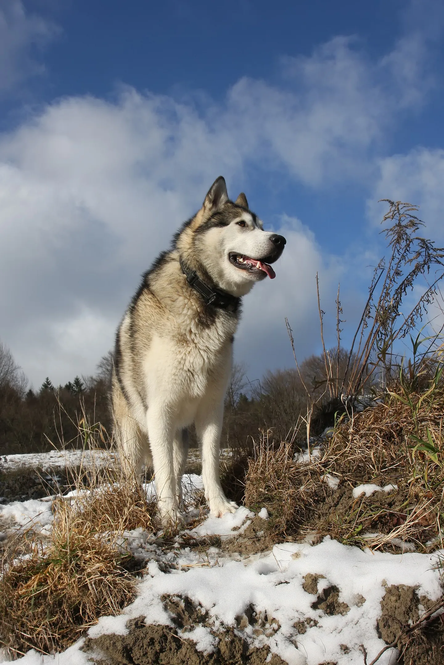 阿拉斯加雪橇犬的户外肖像