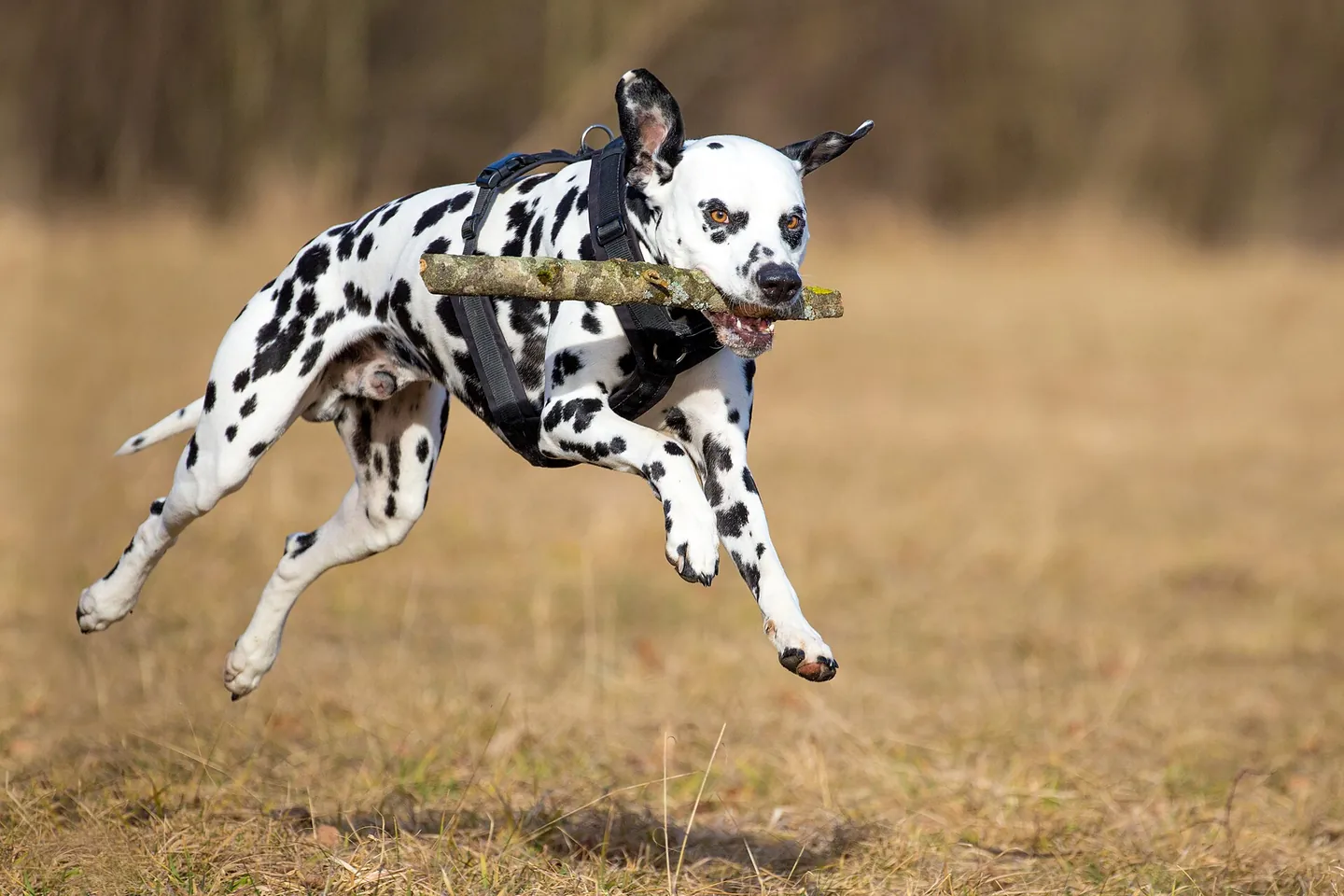 斑点犬在户外叼着树枝