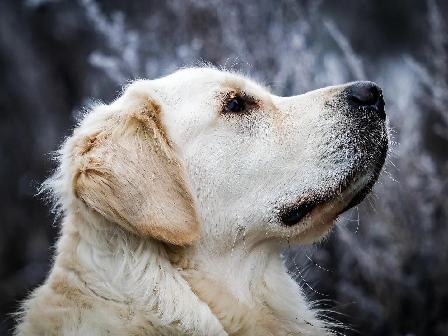 金毛寻回犬的户外照片