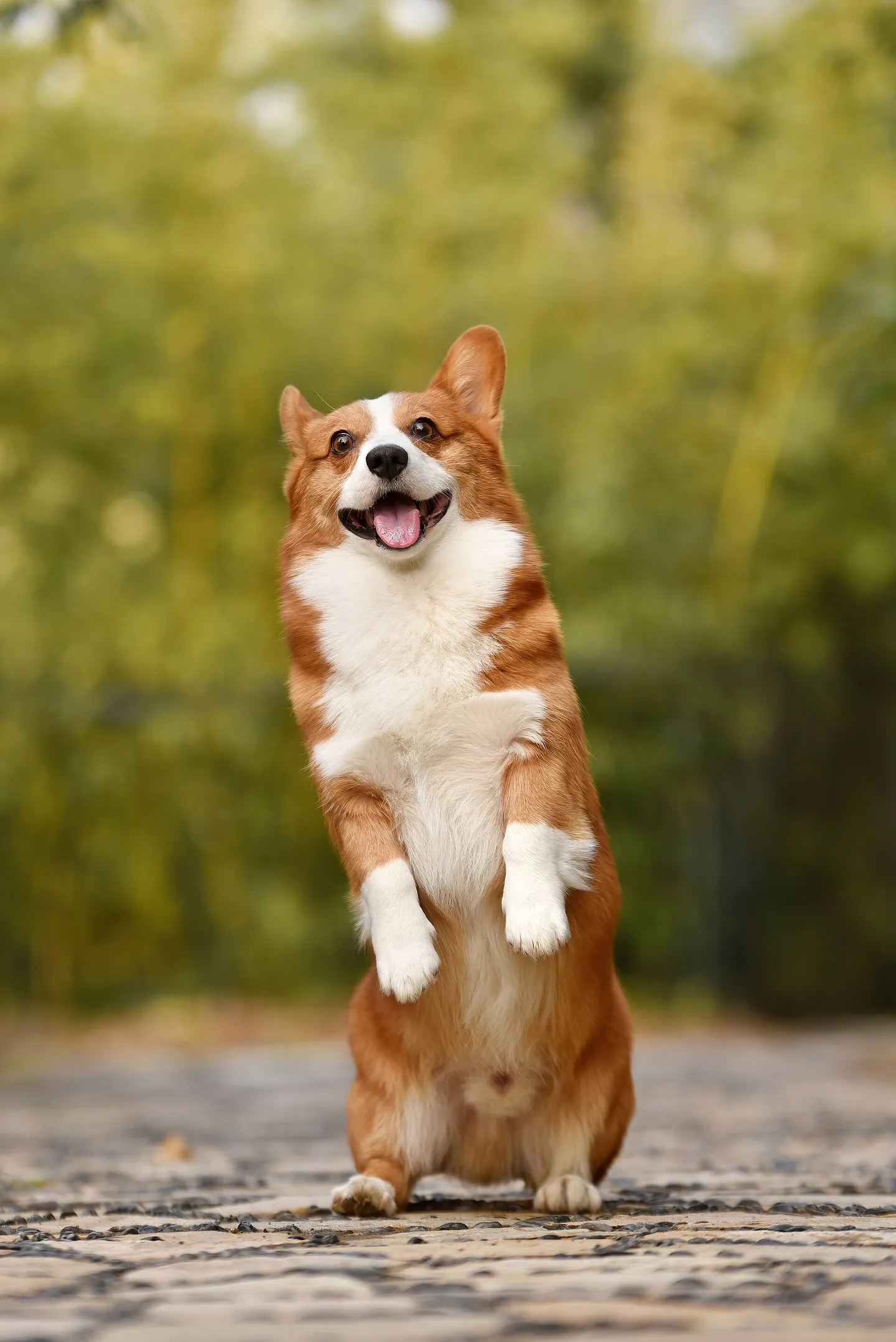棕白色柯基幼犬站起并伸出舌头