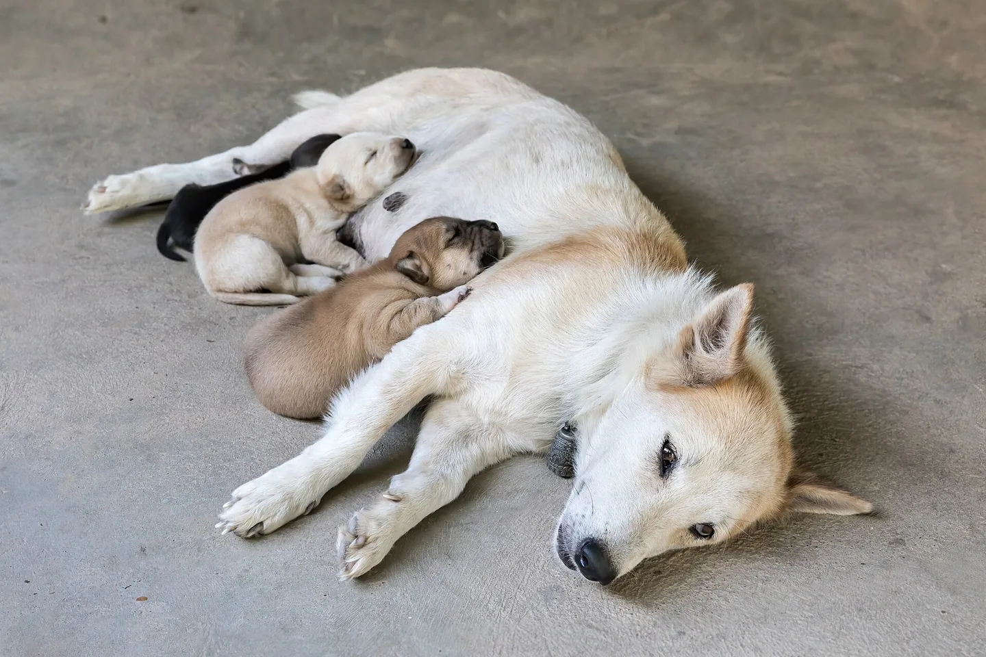 白色犬和幼犬在地板上休息